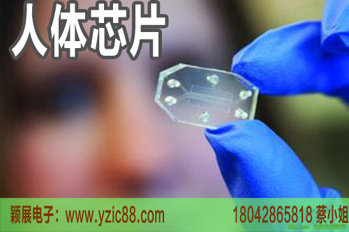 ic芯片在医疗行业应用之人体芯片